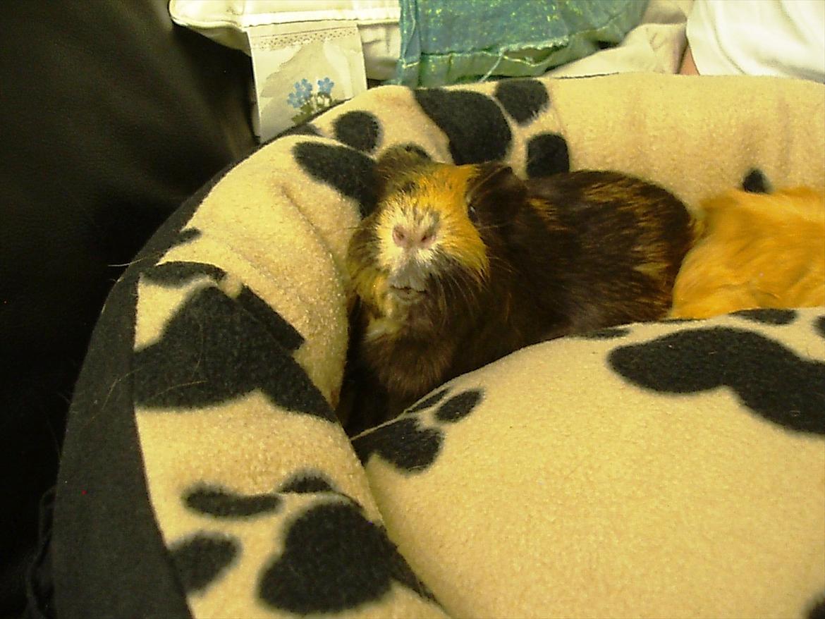 Marsvin Gucci / Alm. glathår billede 20