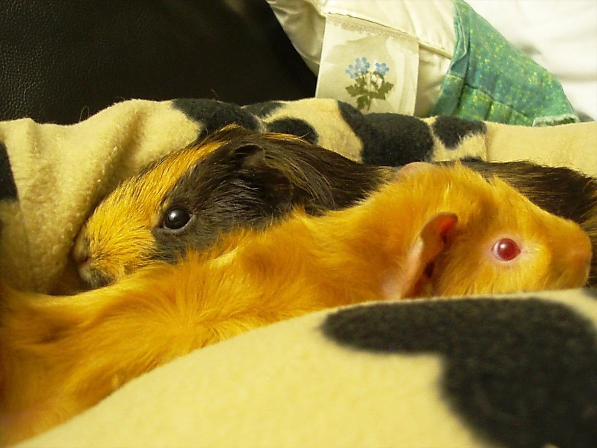 Marsvin Gucci / Alm. glathår - Gucci og Don Juan billede 21