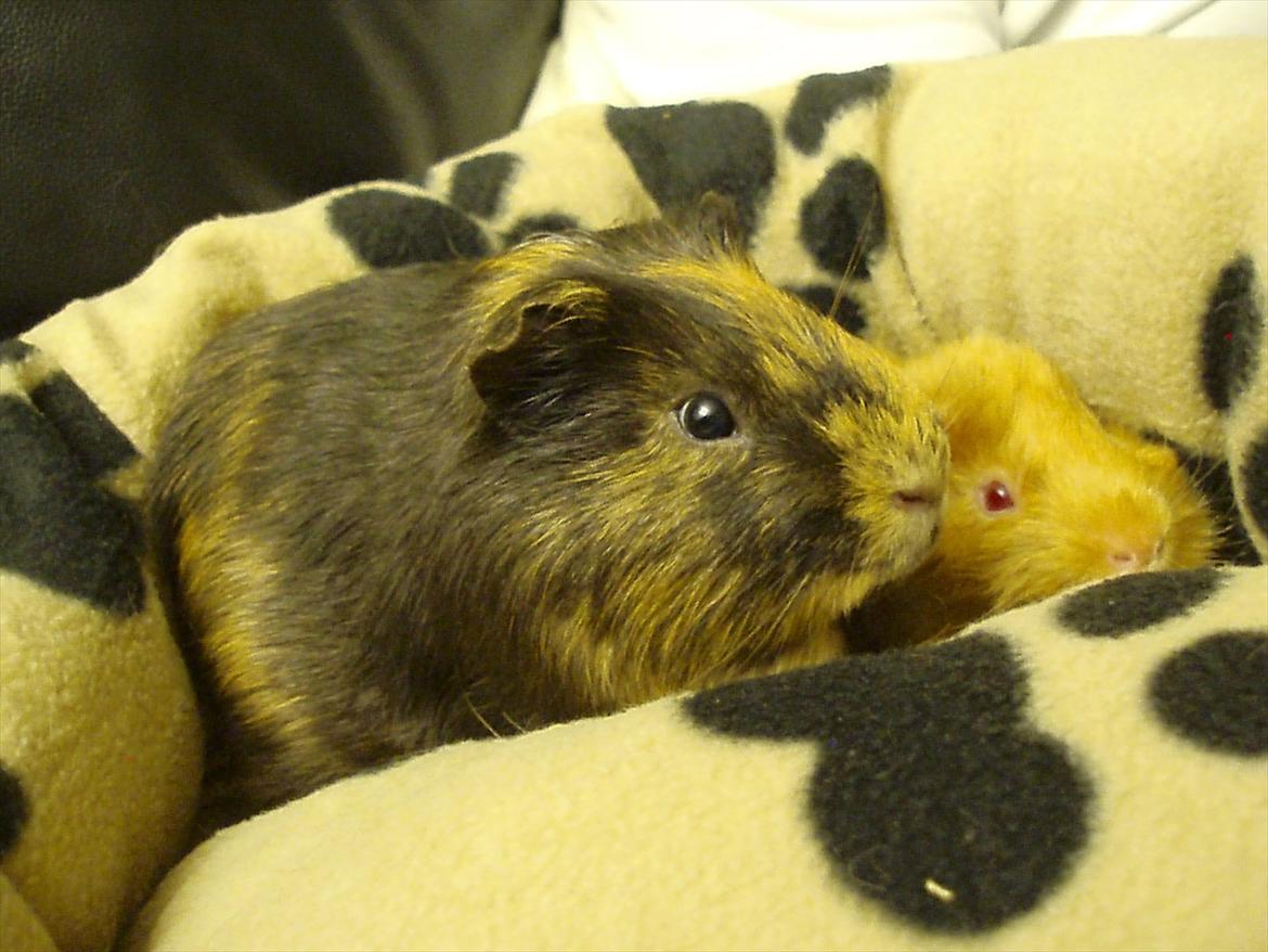 Marsvin Gucci / Alm. glathår - Gucci og Don Juan billede 22