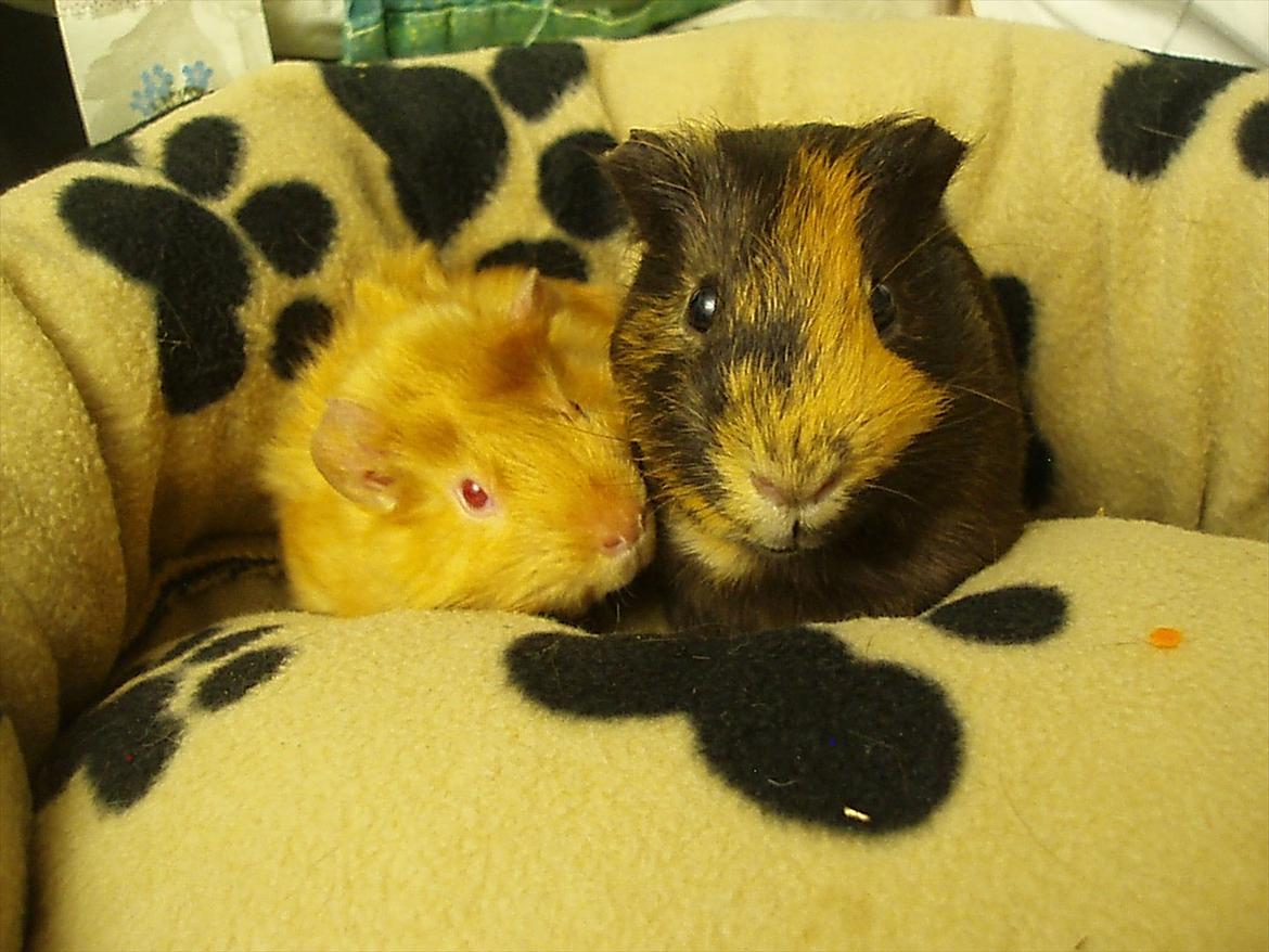 Marsvin Gucci / Alm. glathår - Gucci og Don Juan billede 23