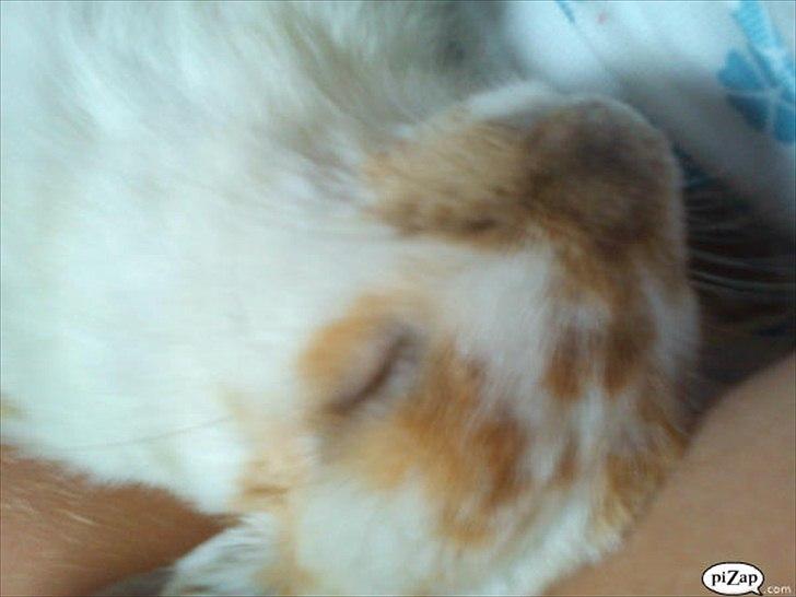 Kanin gnaske my lover boy billede 12