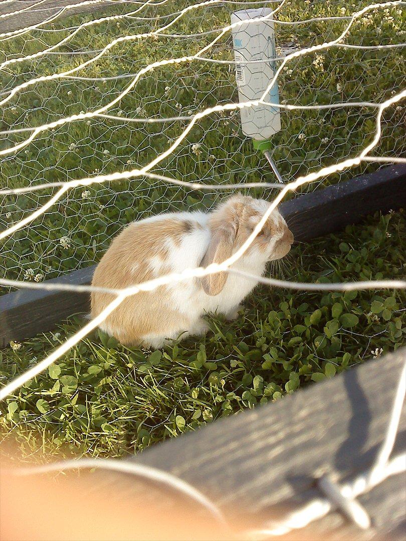 Kanin gnaske my lover boy billede 13