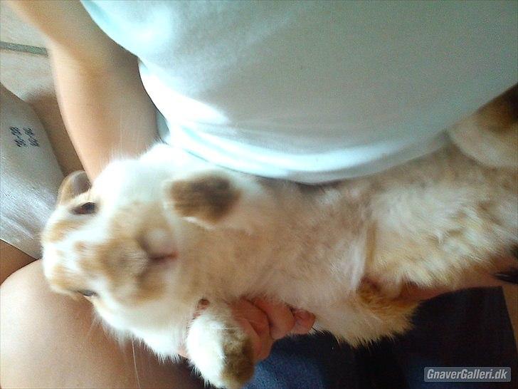 Kanin gnaske my lover boy billede 14