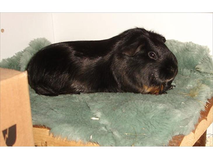 {{currentPhoto.altText}} billede {{currentPhoto.number}}