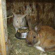 Kanin buller <3 min supper star!!<3