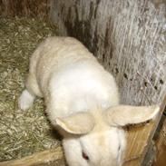 Kanin buller <3 min supper star!!<3