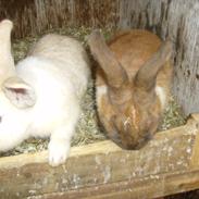 Kanin buller <3 min supper star!!<3