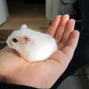 Dværghamster Fister