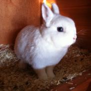 Kanin Diva ( Hermelin)