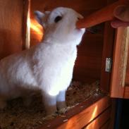 Kanin Diva ( Hermelin)