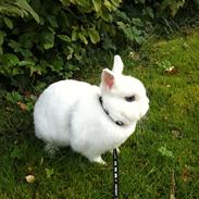 Kanin Diva ( Hermelin)