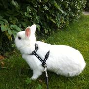 Kanin Diva ( Hermelin)