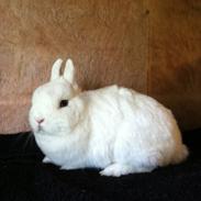 Kanin Diva ( Hermelin)