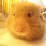 Hamster Trunte