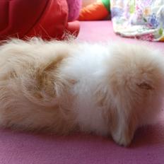 Kanin Teddy vædder Sulajma-tøsen