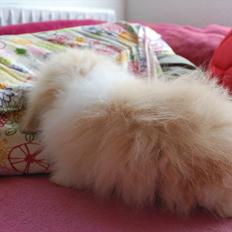 Kanin Teddy vædder Sulajma-tøsen