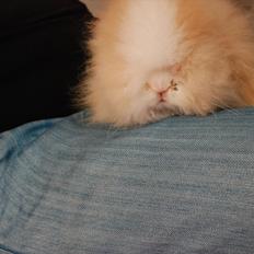 Kanin Teddy vædder Sulajma-tøsen