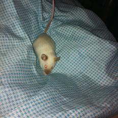 Mus LovelyMouse's Seamis