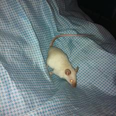 Mus LovelyMouse's Seamis