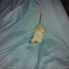 Mus LovelyMouse's Seamis