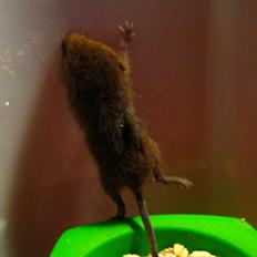 Mus Biver Baby (dværgmus)