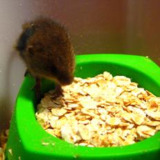 Mus Biver Baby (dværgmus)