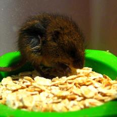 Mus Biver Baby (dværgmus)