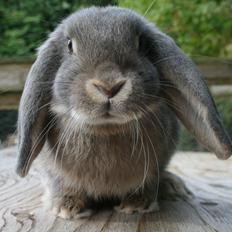 Kanin Blåbær