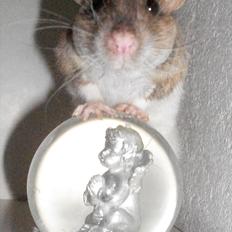 Tamrotte Yuuki *R.I.P.*