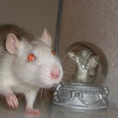 Tamrotte Belle Fleur *R.I.P.*