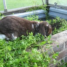 Kanin Sønderlund's White Brown Futte