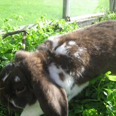 Kanin Sønderlund's White Brown Futte