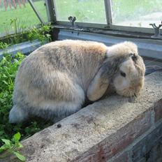 Kanin Sønderlund's Little Sweet Tokyo