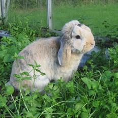 Kanin Sønderlund's Little Sweet Tokyo