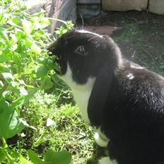 Kanin Moonlight's Joakim