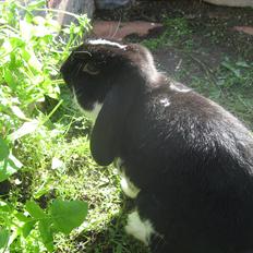 Kanin Moonlight's Joakim