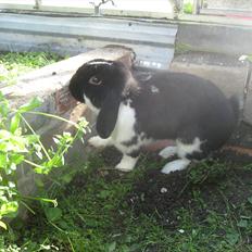 Kanin Moonlight's Joakim