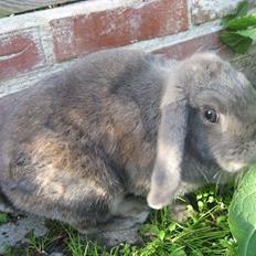 Kanin Moonlight's Blåbær