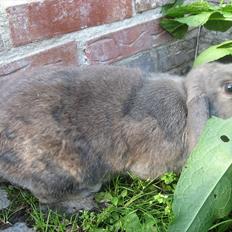 Kanin Moonlight's Blåbær