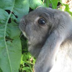 Kanin Moonlight's Blåbær