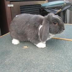 Kanin Moonlight's Skywalker