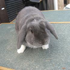 Kanin Moonlight's Skywalker