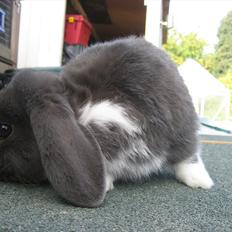 Kanin Moonlight's Skywalker