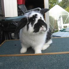 Kanin Moonlight's Lucky