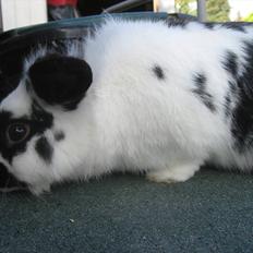 Kanin Moonlight's Lucky