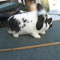 Kanin Moonlight's Lucky