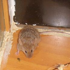 Mus Chatsworth's Curly