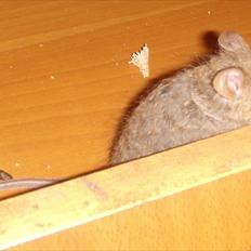 Mus Chatsworth's Curly