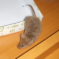 Mus Chatsworth's Curly