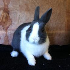 Kanin Coco Chanel ( Hermelin)